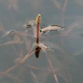 Potamogeton alpinus